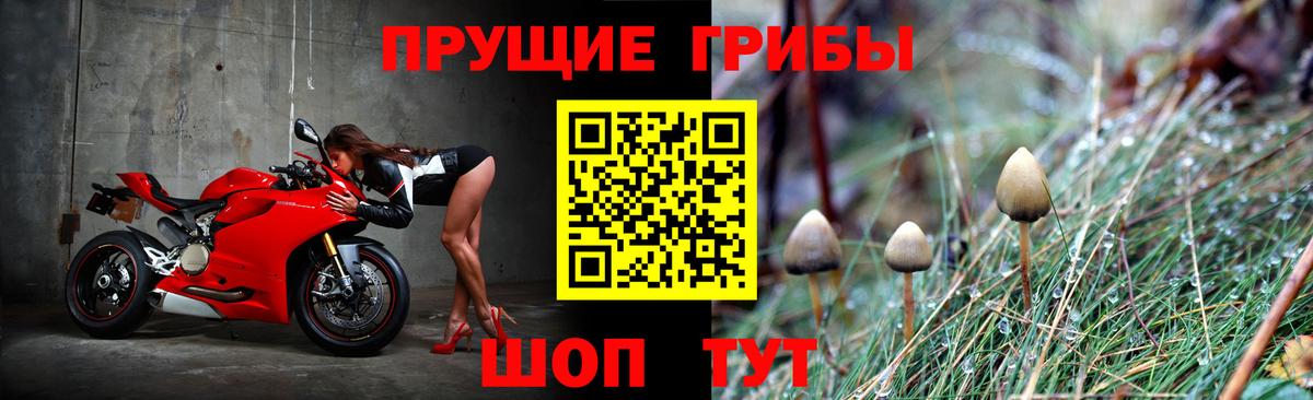 Клинцы  Псилоцибиновые грибы MAGIC MUSHROOMS  купить закладку  Вход с VPN 